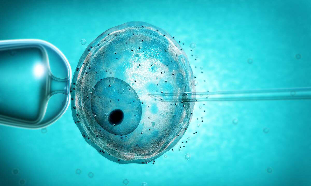 湖北试管助孕胚胎移植成功率分析