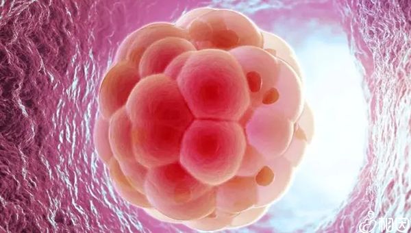 潍坊试管婴儿技术